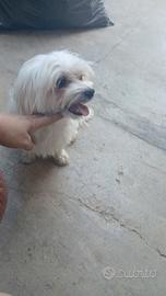 Coppia maltese