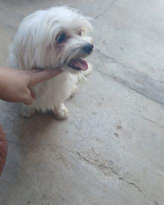 Coppia maltese