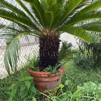 Pianta Cycas cicas ,