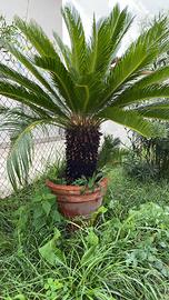 Pianta Cycas cicas ,