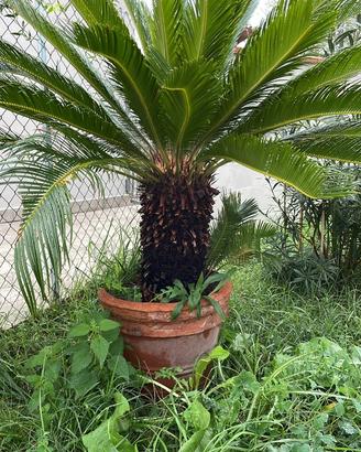 Pianta Cycas cicas ,