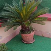 pianta cycas