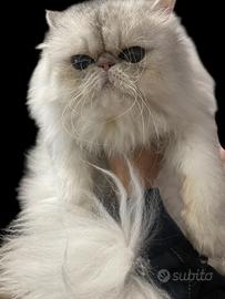 Gatta persiana blu silver con pedigree