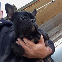 Cani bouledogue francese