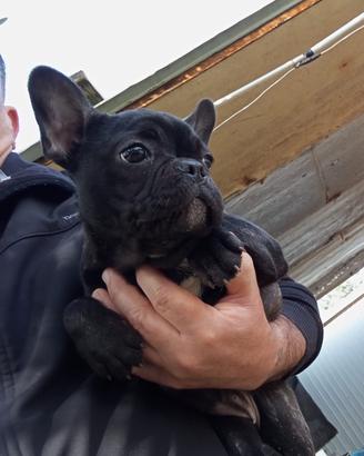 Cani bouledogue francese