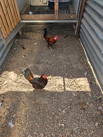 Coppia bantam e coppia legbar