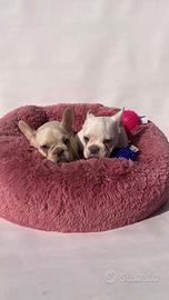 Bulldog francese - m & f