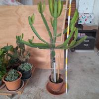 Pianta grassa