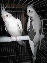 Pappagallini giovani