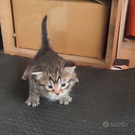 Dolcissimi gattini in attesa di nuovi padroncini
