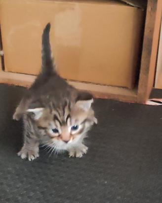 Dolcissimi gattini in attesa di nuovi padroncini