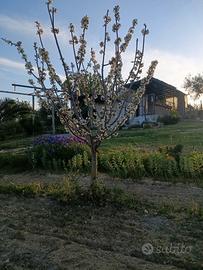 Terreno agricolo