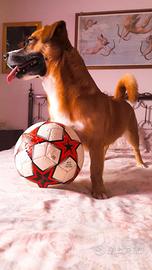 Cane meticcio