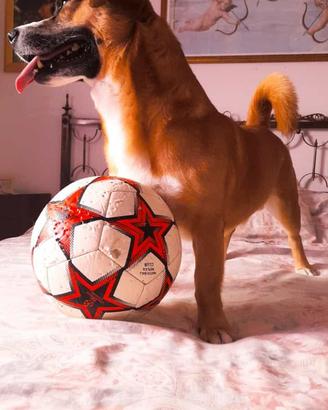 Cane meticcio