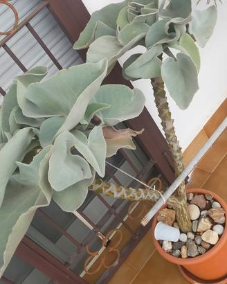 kalanchoe 