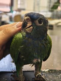 Pionus Meenstrus allevati a mano