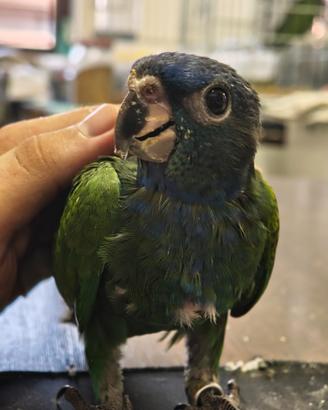 Pionus Meenstrus allevati a mano