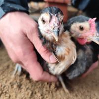 Gallina Cornuta di Caltanissetta