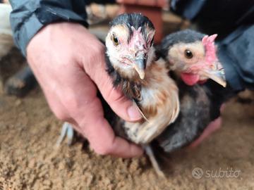 Gallina Cornuta di Caltanissetta