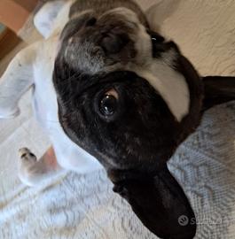 bulldog francese 