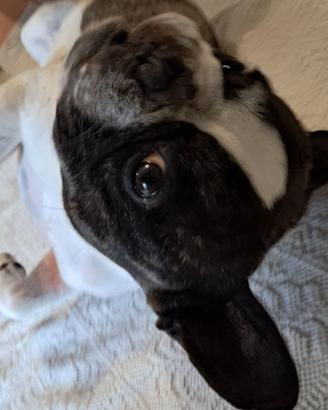 bulldog francese 