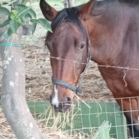 Cavallo