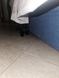 Gatti casa