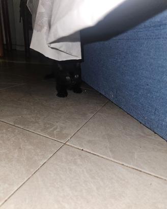 Gatti casa