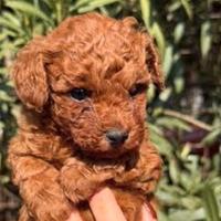 Barboncino mini toy red brown