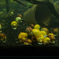 Ampullarie vari colori