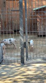 Maialini nani mini pig