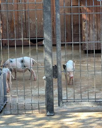 Maialini nani mini pig