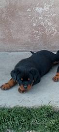 Rottweiler