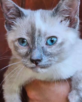 Gattina siamese