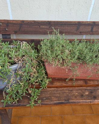 Due piante grasse più un'aloe  