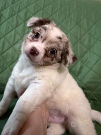 Cuccioli di Chihuahua