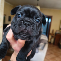 Cucciole bulldog francese
