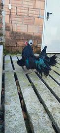 Gallo e gallina sumatra