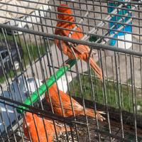 Canarini riproduttori