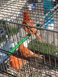 Canarini riproduttori