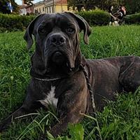 Cane Corso con pedigree per accoppiamento