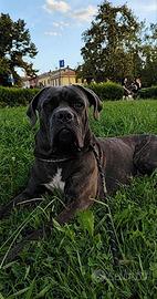 Cane Corso con pedigree per accoppiamento