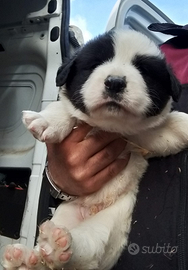 Cucciolo di pastore dell'Asia centrale