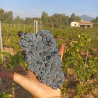 Vino biologico