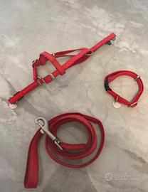 Set guinzaglio, collare e pettorina