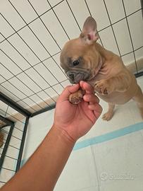 Bulldog francese 