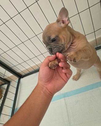 Bulldog francese 
