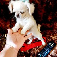 Chihuahua con pedigree Enci