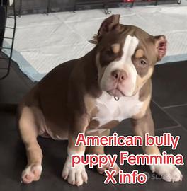 American Bully Pocket Girl