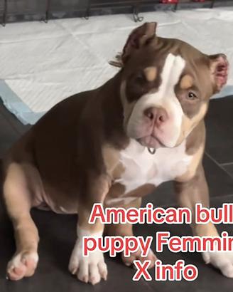 American Bully Pocket Girl